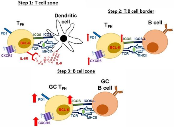 T Follicular Helper Cells | British Society For Immunology